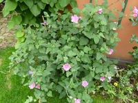 lavatera olbia01.webp