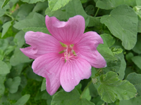 lavatera olbia02.webp