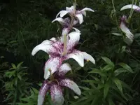 BILD1650.webp