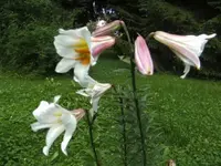 BILD1651.webp