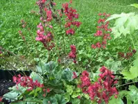 BILD1590.webp