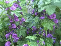 BILD1603.webp