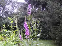 BILD1635.webp