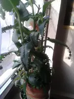 test.webp