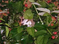 DSC00610.webp