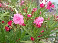 DSCN1633kl.webp