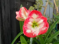 DSCN1648kl.webp
