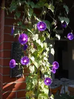 DSCN1650kl.webp