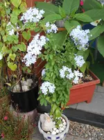 DSCN1651kl.webp