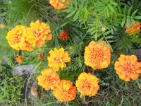 DSCN1658kl.webp
