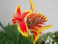 DSCN1661kl.webp