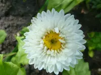 DSC09913.webp