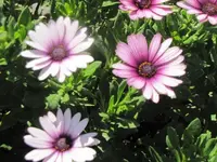 012.webp