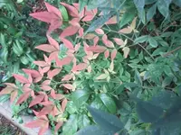 031.webp