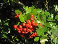 018.webp