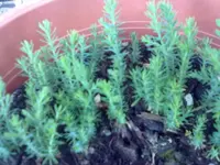 unbekannt (2).webp
