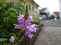 P1020805.webp