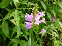 P1020807.webp