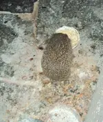 DSC03182 - 2012-08-29 - igel 1.webp