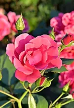 DSC_0064 Rose.webp