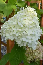 DSC_0114 Hortensie.webp