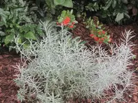 017.webp