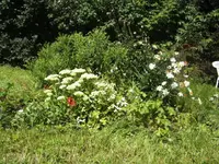 BILD1678.webp