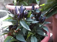 BILD1668.webp