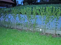 DSCN0836 Kopie.webp