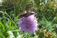 2012_0829Sommer0037 heupferd.webp