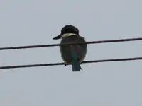 Copy (2) of IMG_2947.webp