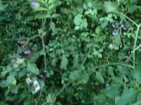 P1070428.webp
