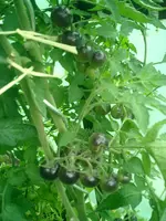 CIMG0008x.webp
