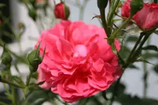 IMG_2500.webp