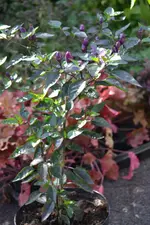 DSC_0041.webp