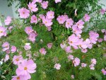 Cosmea.30.08.2012~1.jpg