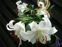 Lilien.30.08.2012~1.webp