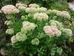 Sedum.30.08.2012~1.jpg