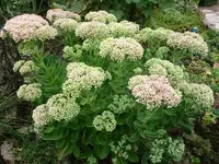 Sedum.30.08.2012~1.webp