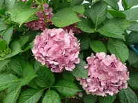 Hortensien.30.08.2012~1.webp