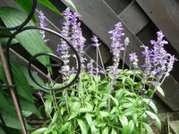 Salbei.30.08.2012~1.webp
