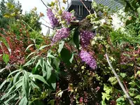 Sommerflieder.30.08.2012~1.webp