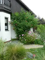 Rote Klettertrompete.30.08.2012~1.webp