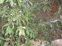 SAM_0768.webp