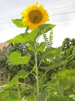 CIMG6776.webp