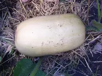1 Kürbis.webp