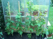 Himbeeren + Trauben.webp