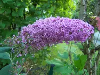 Sommerflieder.webp