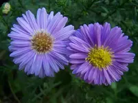 Astern.webp