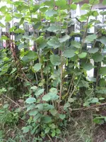 Hazelnuts 002.webp